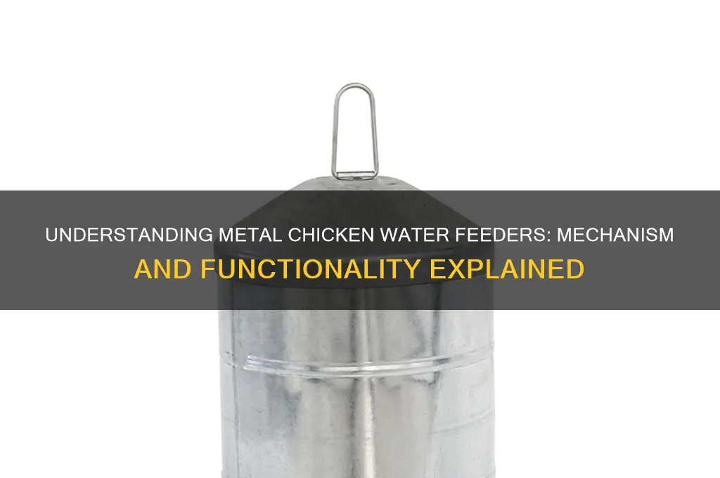 how do those metal chicken water feeders work