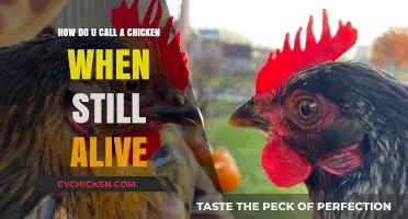 Calling Chickens: Tricks to Get Their Attention