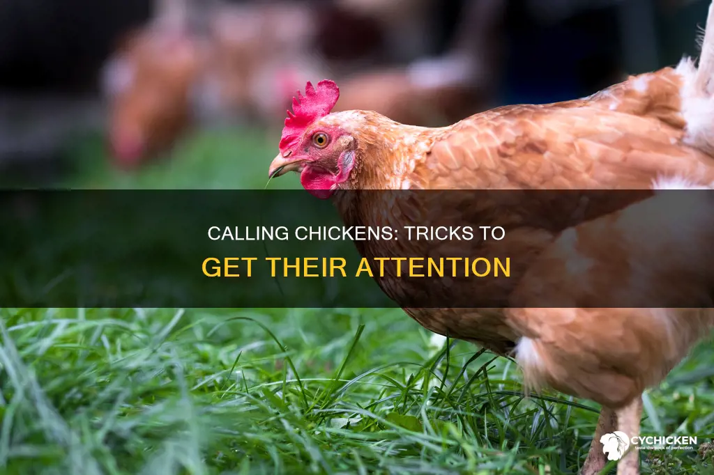 how do u call a chicken when still alive