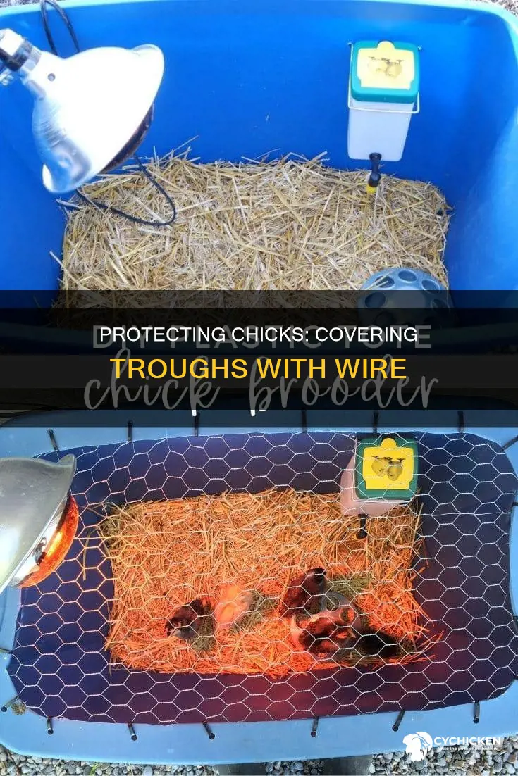how do u cover a trough with wire for chicks