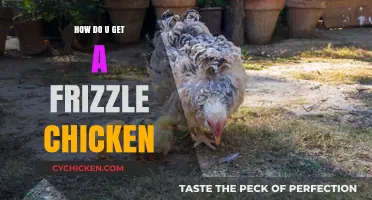 Frizzle Chicken 101: A Beginner's Guide to Raising Unique Poultry