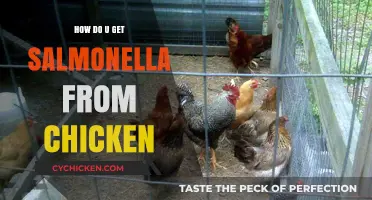 From Coop to Plate: Understanding Salmonella Risks in Chicken