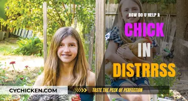 Helping Distressed Chicks: Essential Tips for Care and Rescue