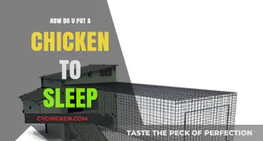 Gentle Techniques to Safely Put Your Chicken to Sleep