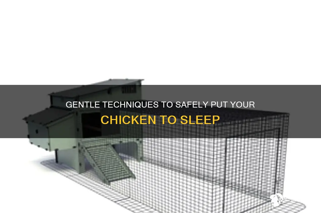 how do u put a chicken to sleep