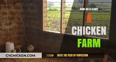 Starting Your Chicken Farm: Essential Steps for Beginners to Succeed
