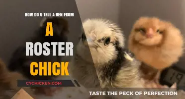 Spotting the Difference: Hens vs. Rooster Chicks