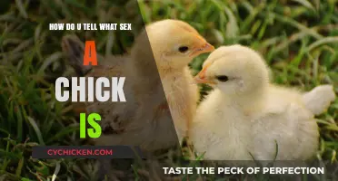 Identifying Chick Sex: What to Look For