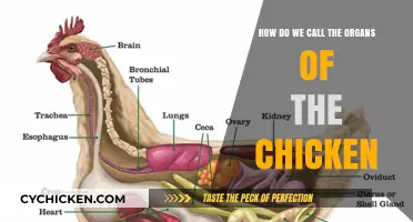 Naming the Chicken's Anatomy: A Guide to Its Organs