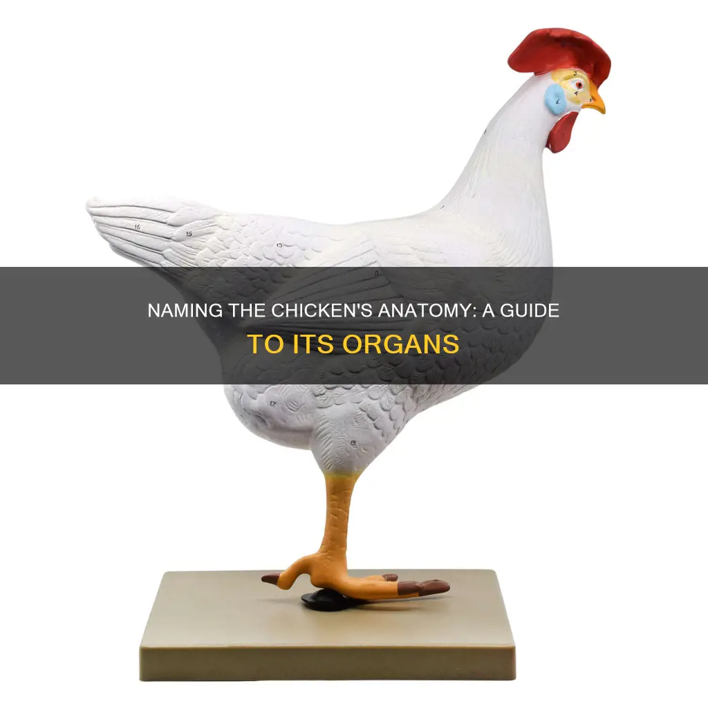 how do we call the organs of the chicken