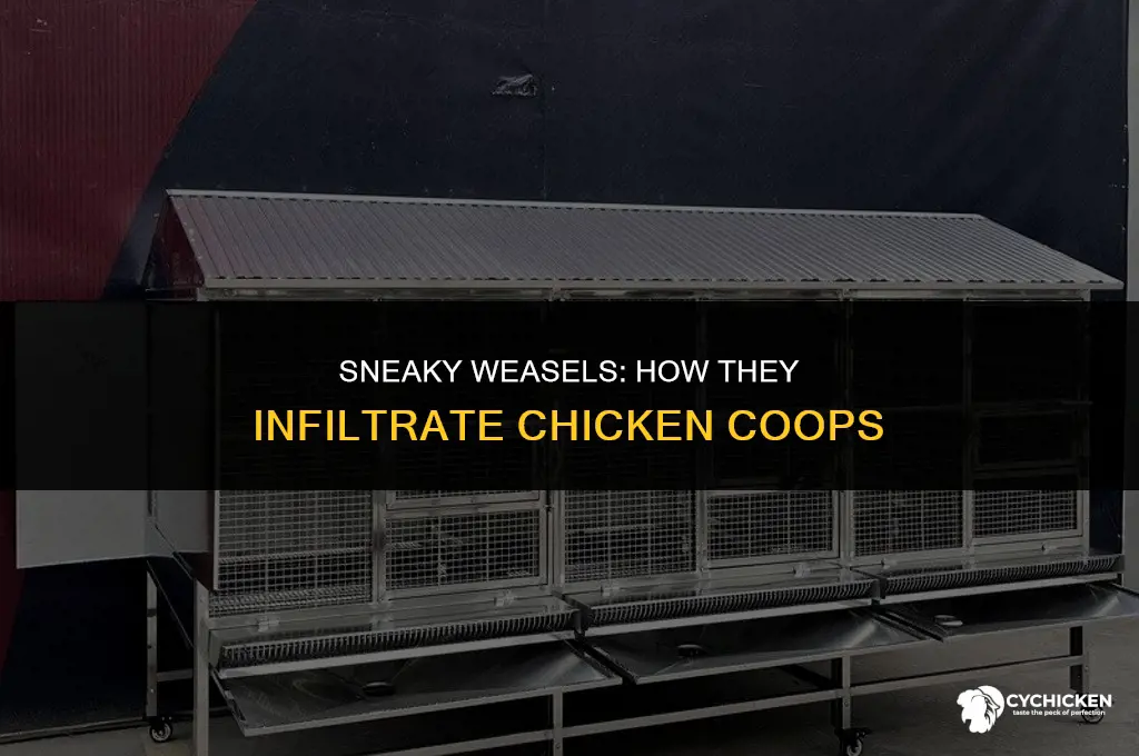 how do weasels get in chicken coop