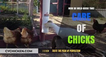Nurturing the Next Generation: Wild Geese's Chick Care Strategies