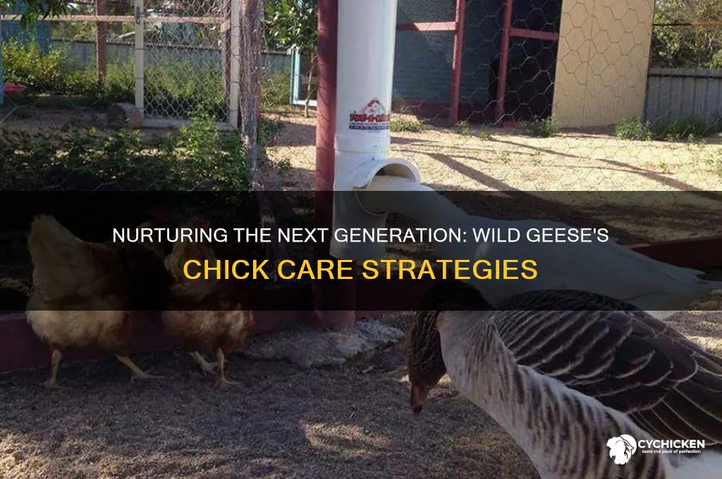 how do wild geese take care of chicks