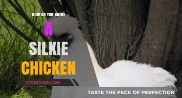 Gentle Silkie Chicken Bathing Guide: Tips for Clean, Happy Birds