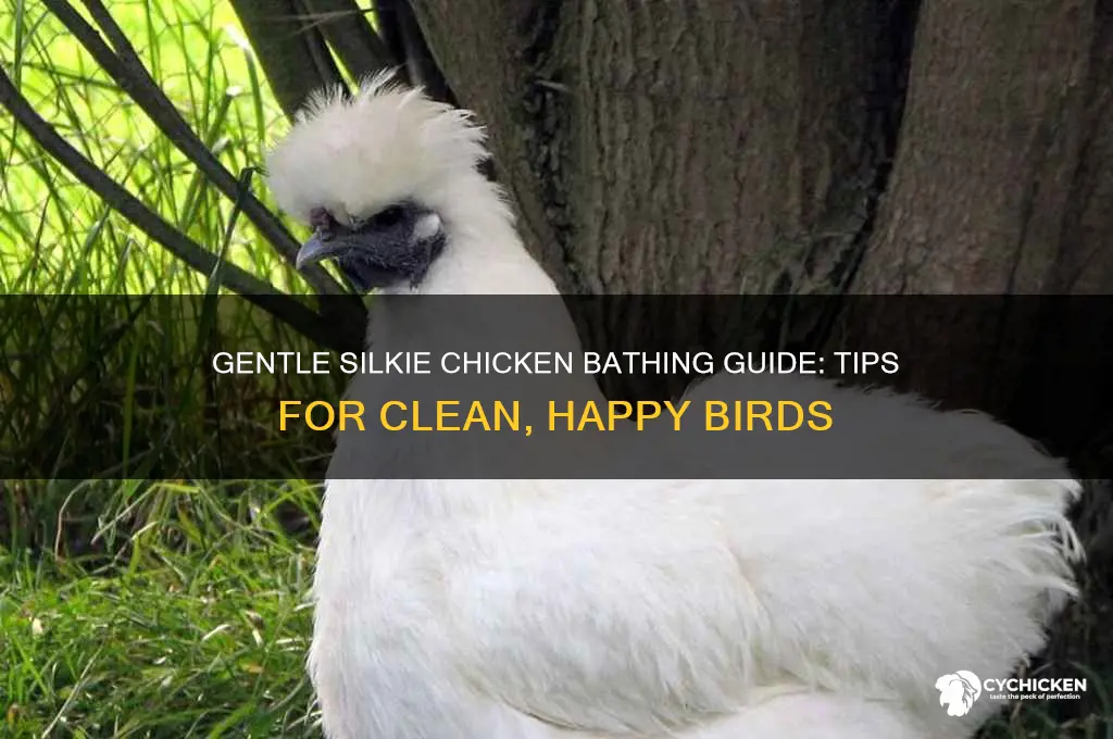 how do you bathe a silkie chicken