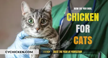 Boiling Chicken for Cats: Simple, Nutritious, and Safe Homemade Recipe