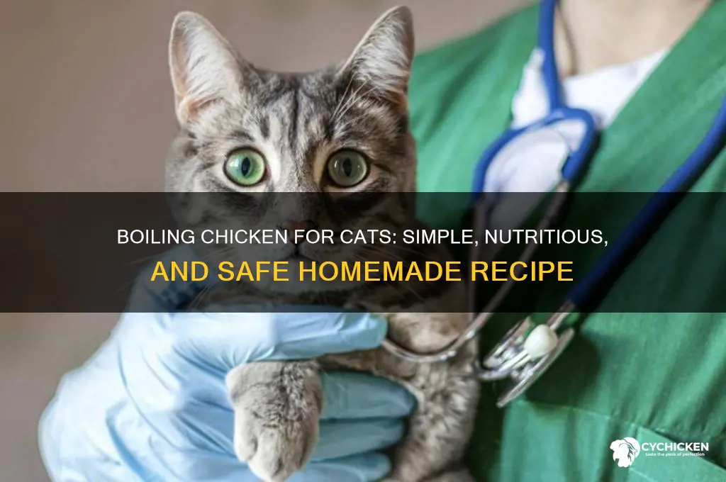 how do you boil chicken for cats