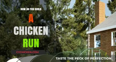 Building a Chicken Run: Essential Tips for a Safe Coop Extension