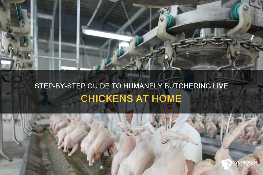 how do you butcher a live chicken