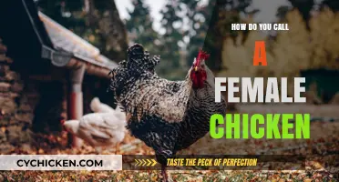 What’s the Correct Term for a Female Chicken? Let’s Cluck and Find Out!