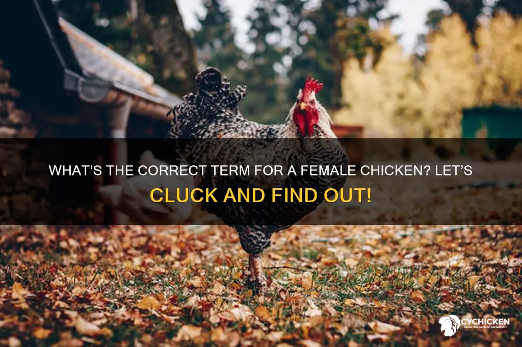 how do you call a female chicken