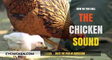 Understanding the Unique Chicken Sound: What Do You Call It?