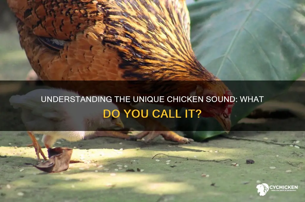 how do you call the chicken sound