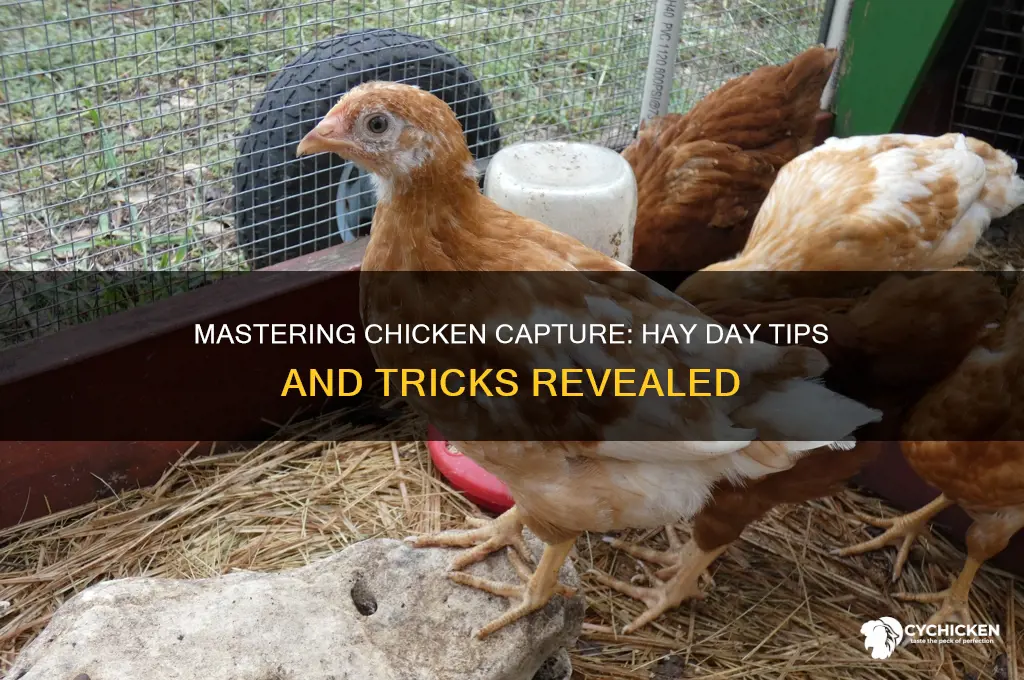 how do you capture a chicken on hayday
