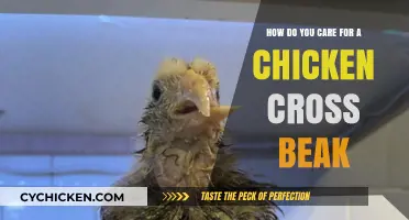 Caring for Chickens with Cross Beaks