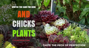 Caring for Hens and Chicks: A Simple Guide
