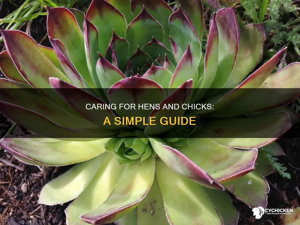 how do you care for hens and chicks plants