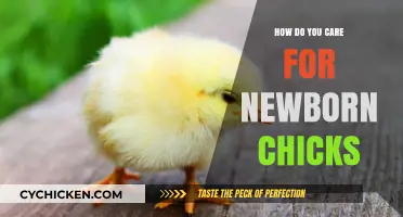 Caring for Newborn Chicks: Essential Tips for Healthy Growth