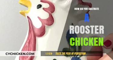 Castrating Roosters: A Step-by-Step Guide to Caponization for Poultry Owners