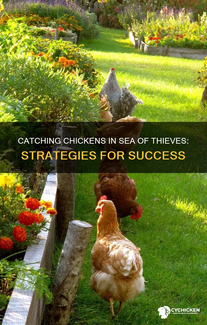 how do you catch a chicken in sea of thieves