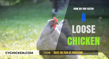 Catching a Loose Chicken: Tips and Tricks for a Successful Chase