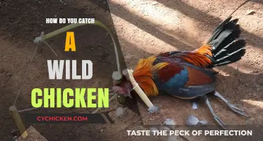 Mastering the Art of Catching Wild Chickens: Tips and Techniques