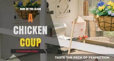 Effective Tips for Cleaning and Maintaining a Healthy Chicken Coop