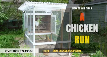 Effective Tips for Cleaning and Maintaining a Healthy Chicken Run