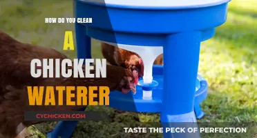 Easy Steps to Clean and Maintain Your Chicken Waterer Effectively