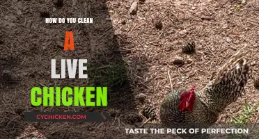 Cleaning Live Chickens: A Step-by-Step Guide for Healthy Birds