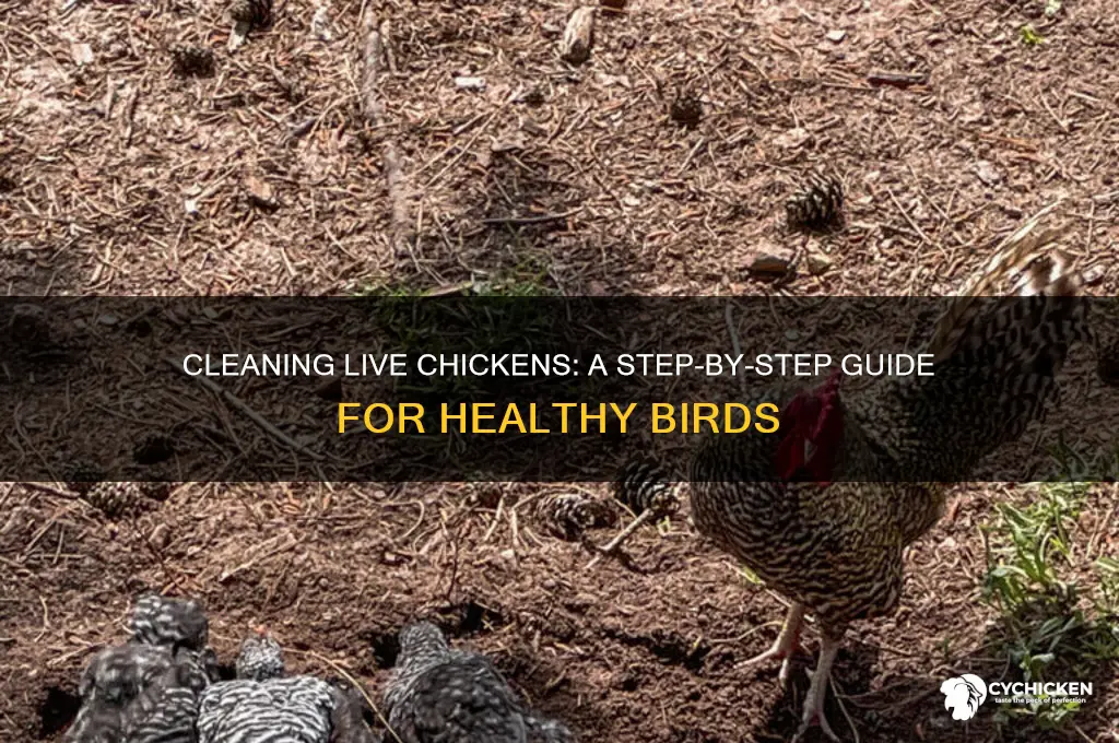 how do you clean a live chicken