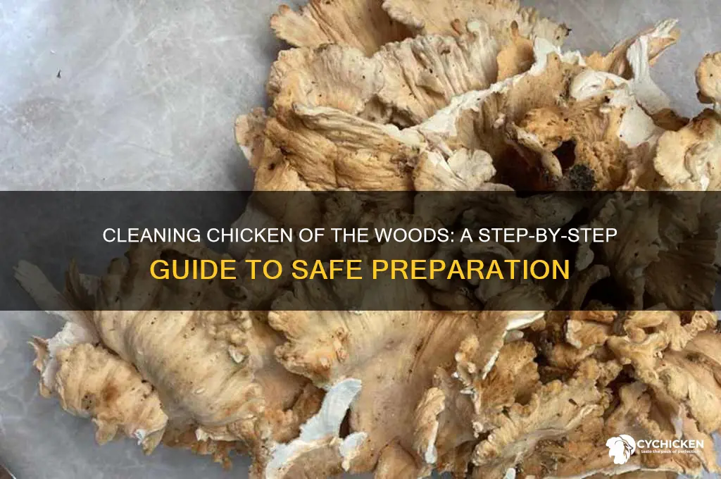 how do you clean chicken of the woods