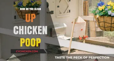 Effective Ways to Clean and Manage Chicken Poop in Your Coop