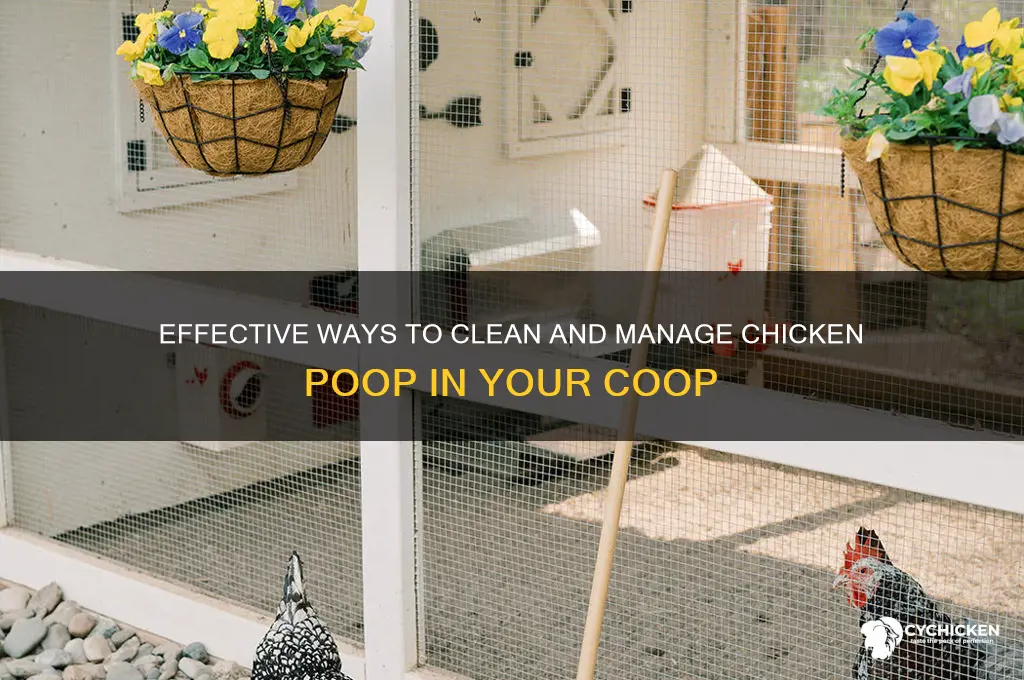 how do you clean up chicken poop