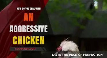 Handling Aggressive Chickens: Tips for Calming and Managing Fiery Fowl