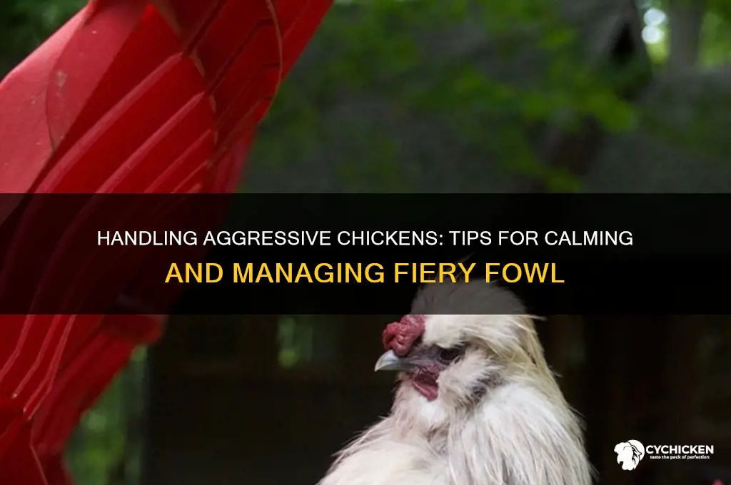 how do you deal with an aggressive chicken