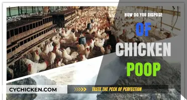 Eco-Friendly Ways to Dispose of Chicken Poop Safely and Effectively