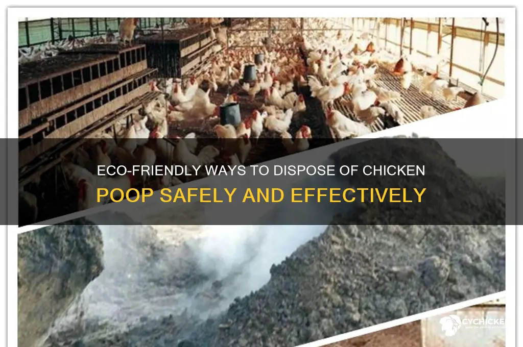 how do you dispose of chicken poop