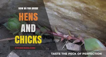 Dividing Hens and Chicks: A Simple Guide to Propagation Success