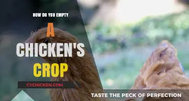 Effective Methods to Safely Empty a Chicken's Crop: A Guide